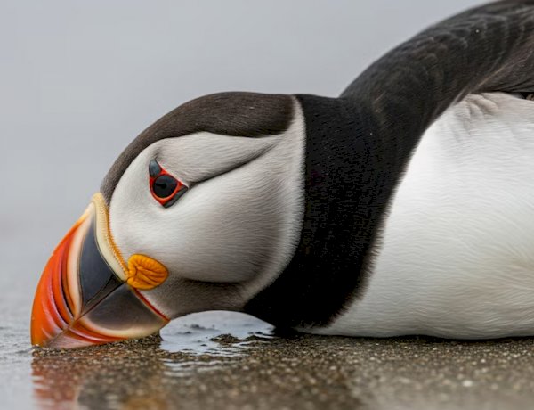 Las muertes masivas de aves marinas en Europa encienden las alarmas sobre el impacto de la crisis climática